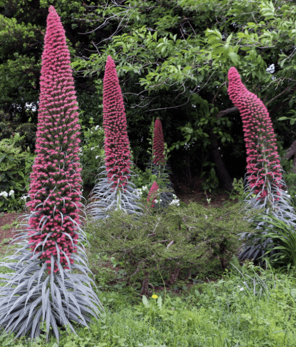 Echium - Tower of Jewels (E. wildpretii) Plant (quart pot)